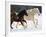 Draft Horse Running With Quarter Horses in Snow-Darrell Gulin-Framed Photographic Print