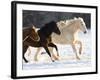 Draft Horse Running With Quarter Horses in Snow-Darrell Gulin-Framed Photographic Print