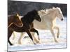 Draft Horse Running With Quarter Horses in Snow-Darrell Gulin-Mounted Photographic Print