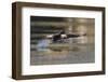 Drag-Rob Li-Framed Photographic Print