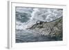 Dragger Net Full of Haddock (Melanogrammus Aeglefinus)-Jeff Rotman-Framed Photographic Print