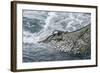 Dragger Net Full of Haddock (Melanogrammus Aeglefinus)-Jeff Rotman-Framed Photographic Print