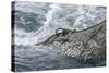 Dragger Net Full of Haddock (Melanogrammus Aeglefinus)-Jeff Rotman-Stretched Canvas