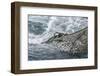 Dragger Net Full of Haddock (Melanogrammus Aeglefinus)-Jeff Rotman-Framed Photographic Print
