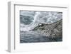 Dragger Net Full of Haddock (Melanogrammus Aeglefinus)-Jeff Rotman-Framed Photographic Print