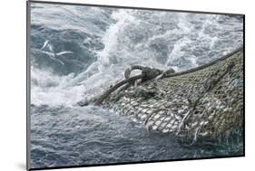 Dragger Net Full of Haddock (Melanogrammus Aeglefinus)-Jeff Rotman-Mounted Photographic Print