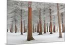 Wood Mount