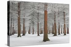 Magical Forest-Dragisa Petrovic-Stretched Canvas