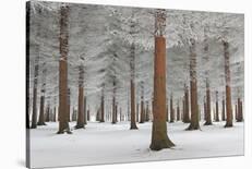 Magical Forest-Dragisa Petrovic-Stretched Canvas