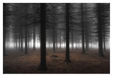 Magical Forest-Dragisa Petrovic-Giclee Print