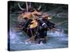 Dragon Boat Race at Miao People's Festival, China-Keren Su-Stretched Canvas