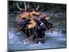 Dragon Boat Race at Miao People's Festival, China-Keren Su-Mounted Photographic Print