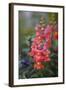 Dragon Flowers in the Garden-Brigitte Protzel-Framed Photographic Print