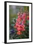 Dragon Flowers in the Garden-Brigitte Protzel-Framed Photographic Print