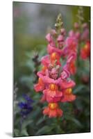 Dragon Flowers in the Garden-Brigitte Protzel-Mounted Photographic Print