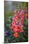 Dragon Flowers in the Garden-Brigitte Protzel-Mounted Photographic Print