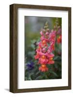 Dragon Flowers in the Garden-Brigitte Protzel-Framed Photographic Print