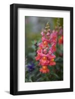 Dragon Flowers in the Garden-Brigitte Protzel-Framed Photographic Print