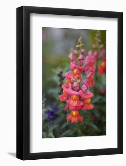 Dragon Flowers in the Garden-Brigitte Protzel-Framed Photographic Print