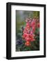 Dragon Flowers in the Garden-Brigitte Protzel-Framed Photographic Print