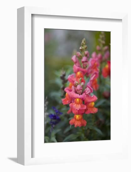 Dragon Flowers in the Garden-Brigitte Protzel-Framed Photographic Print