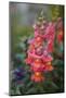 Dragon Flowers in the Garden-Brigitte Protzel-Mounted Photographic Print