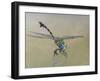 Dragon fly, 2009-Odile Kidd-Framed Giclee Print