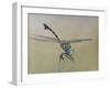 Dragon fly, 2009-Odile Kidd-Framed Giclee Print