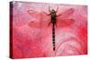 Dragon Fly on a Flower-null-Stretched Canvas