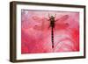 Dragon Fly on a Flower-null-Framed Photographic Print