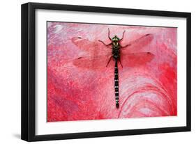 Dragon Fly on a Flower-null-Framed Photographic Print