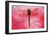 Dragon Fly on a Flower-null-Framed Photographic Print