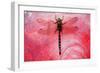 Dragon Fly on a Flower-null-Framed Photographic Print