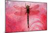 Dragon Fly on a Flower-null-Mounted Photographic Print