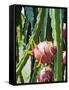 Dragon Fruit at a Fruit Farm, Mekong Delta, Vietnam, Indochina, Southeast Asia, Asia-Matthew Williams-Ellis-Framed Stretched Canvas