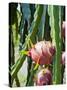 Dragon Fruit at a Fruit Farm, Mekong Delta, Vietnam, Indochina, Southeast Asia, Asia-Matthew Williams-Ellis-Stretched Canvas