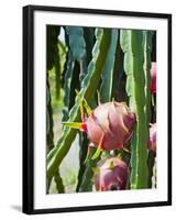 Dragon Fruit at a Fruit Farm, Mekong Delta, Vietnam, Indochina, Southeast Asia, Asia-Matthew Williams-Ellis-Framed Photographic Print