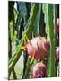 Dragon Fruit at a Fruit Farm, Mekong Delta, Vietnam, Indochina, Southeast Asia, Asia-Matthew Williams-Ellis-Mounted Photographic Print