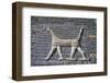 Dragon, glazed bricks, Ishtar Gate, Babylon, Iraq-Vivienne Sharp-Framed Photographic Print