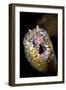 Dragon Moray Eel (Enchelycore pardalis) adult, close-up of head, Christmas Island-Colin Marshall-Framed Photographic Print