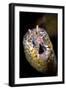 Dragon Moray Eel (Enchelycore pardalis) adult, close-up of head, Christmas Island-Colin Marshall-Framed Photographic Print