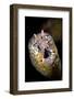 Dragon Moray Eel (Enchelycore pardalis) adult, close-up of head, Christmas Island-Colin Marshall-Framed Photographic Print