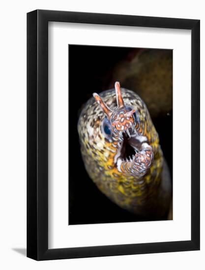 Dragon Moray Eel (Enchelycore pardalis) adult, close-up of head, Christmas Island-Colin Marshall-Framed Photographic Print