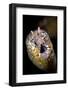 Dragon Moray Eel (Enchelycore pardalis) adult, close-up of head, Christmas Island-Colin Marshall-Framed Photographic Print