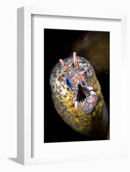 Dragon Moray Eel (Enchelycore pardalis) adult, close-up of head, Christmas Island-Colin Marshall-Framed Photographic Print