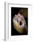 Dragon Moray Eel (Enchelycore pardalis) adult, close-up of head, Christmas Island-Colin Marshall-Framed Photographic Print