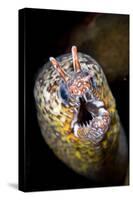 Dragon Moray Eel (Enchelycore pardalis) adult, close-up of head, Christmas Island-Colin Marshall-Stretched Canvas