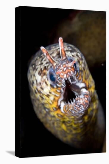 Dragon Moray Eel (Enchelycore pardalis) adult, close-up of head, Christmas Island-Colin Marshall-Stretched Canvas