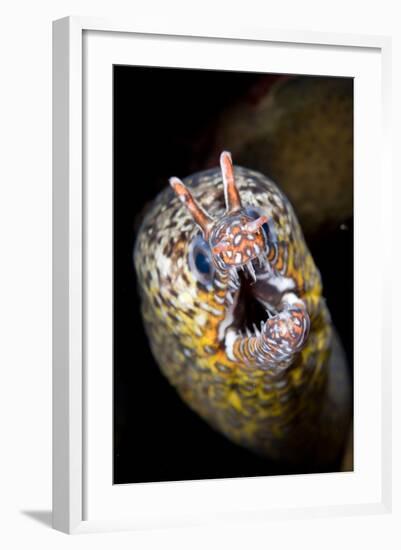 Dragon Moray Eel (Enchelycore pardalis) adult, close-up of head, Christmas Island-Colin Marshall-Framed Photographic Print