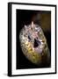 Dragon Moray Eel (Enchelycore pardalis) adult, close-up of head, Christmas Island-Colin Marshall-Framed Photographic Print